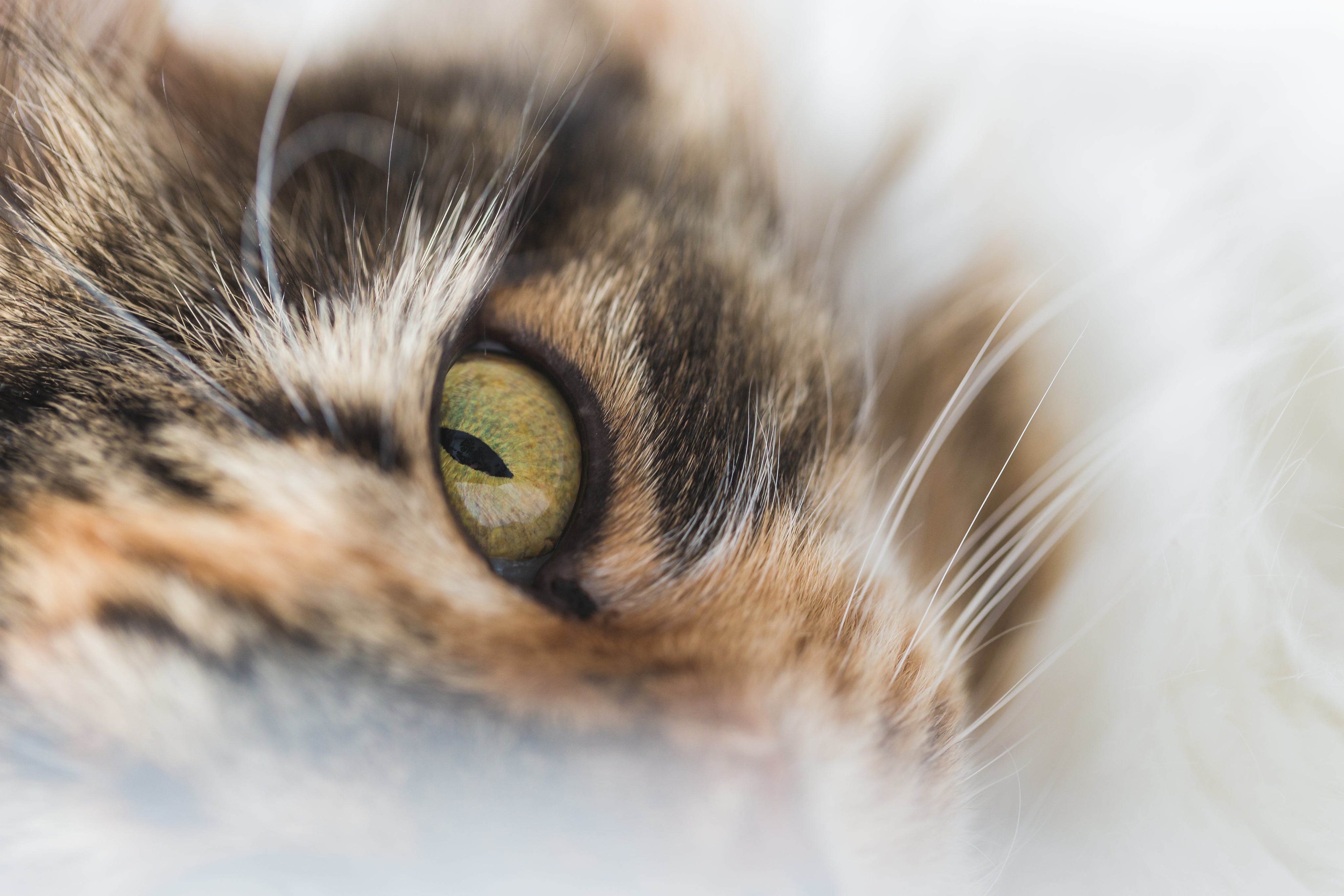 cats-eye-closeup.jpg
