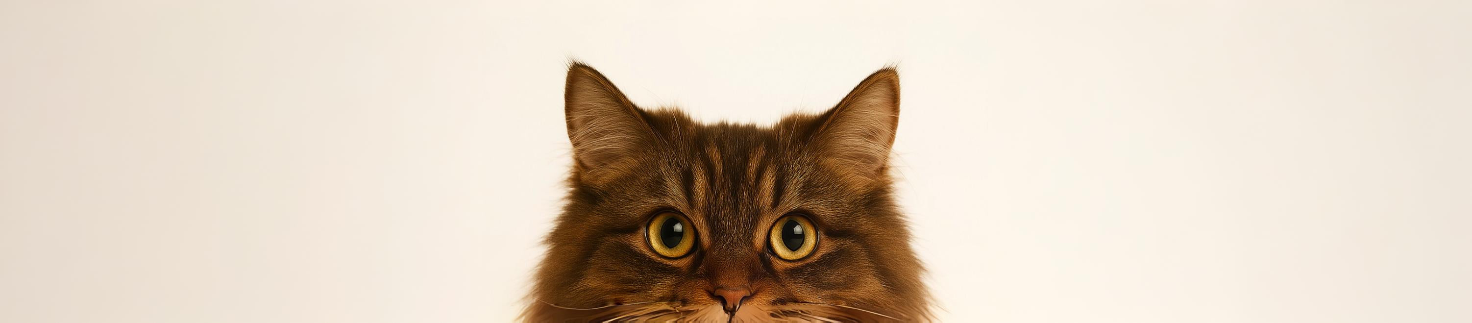 PLP-banner-fluffy-brown.jpg